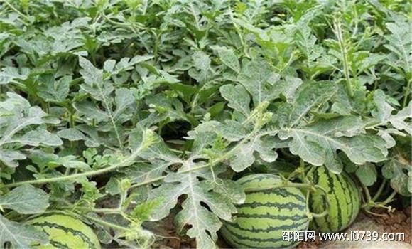 西瓜的肥料需求及施肥误区解析