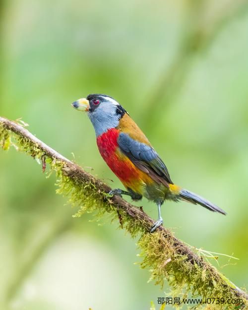 南美鴷雀图片 南美鴷雀是保护动物吗
