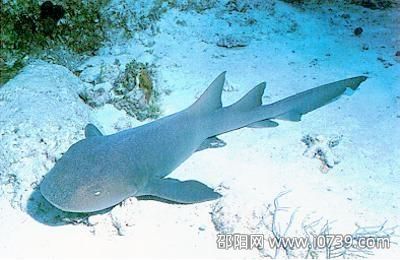 世界上最罕见的三种鲨鱼：短尾猫鲨 皱鳃鲨 巨口鲨