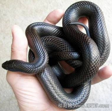 墨西哥黑王蛇：世界上最善良的毒蛇克星
