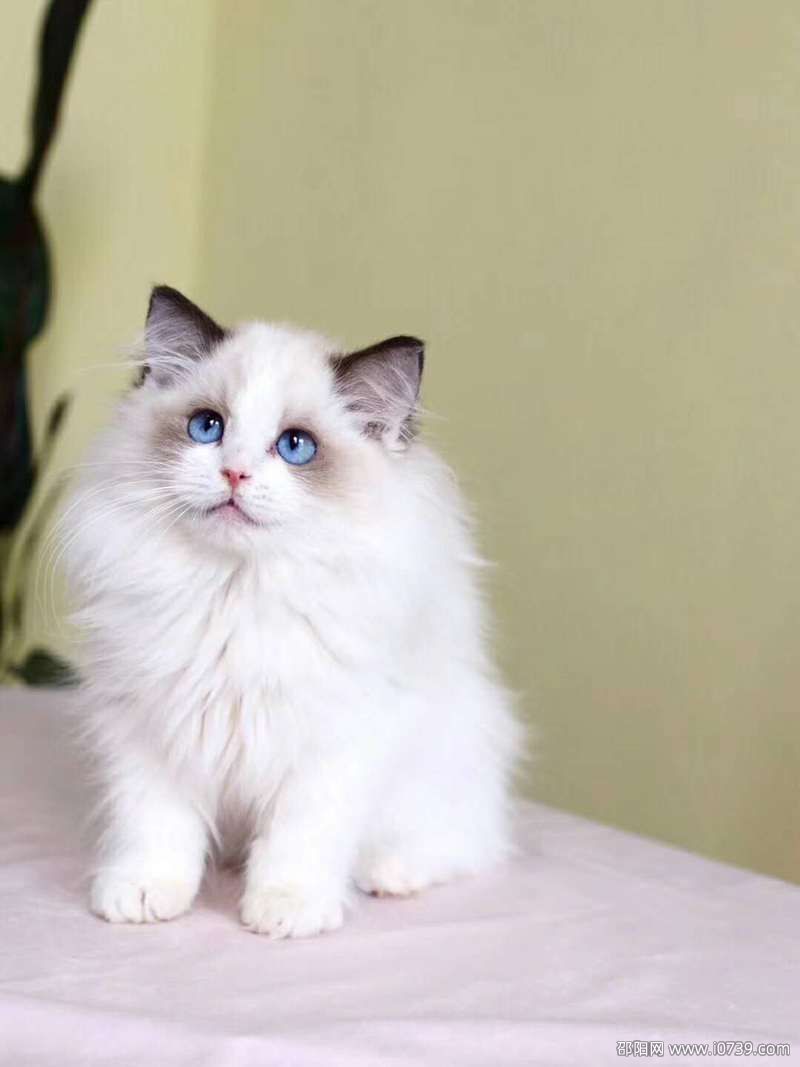 布偶猫价格一只4000-3万元：品相决定售价 手套布偶最受欢迎