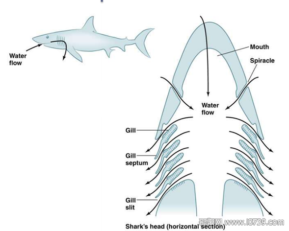 揭秘鲨鱼的致命弱点：呼吸系统和鼻子的秘密