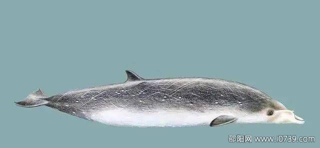 什么动物有15个胃 初氏喙鲸（有视频）