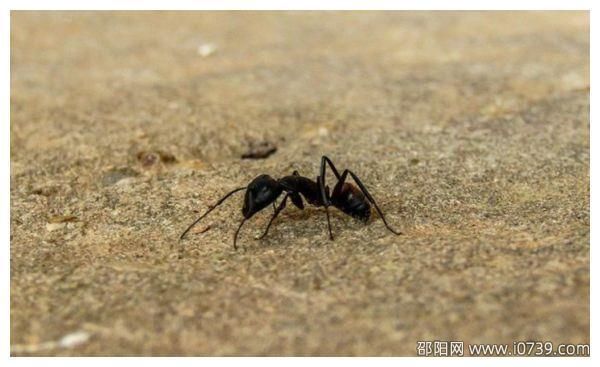 揭秘：踩死蚂蚁是否犯法 判刑年限真相大揭秘！