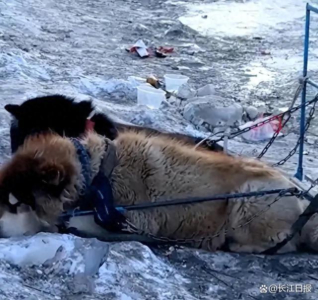哈尔滨狗拉雪橇虐狗指控遭网友建议取消，引发多方回应