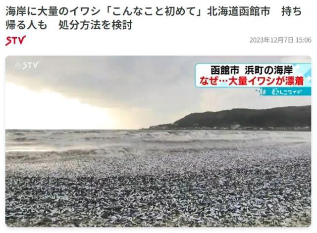 神秘现象！北海道海岸惊现海滩边大批沙丁鱼尸体