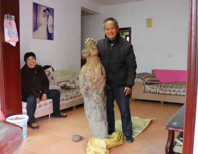 江西76岁老人挖到亚洲人参级别的近百斤野生葛根