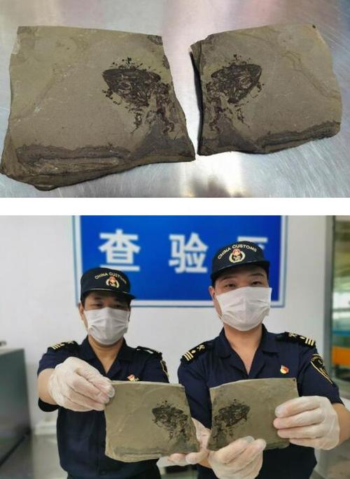 福州海关查获珍贵化石，详情曝光！