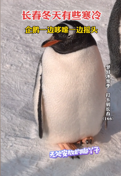 冻懵企鹅：长春冬天脚丫不敢着地，哆嗦摇头求救